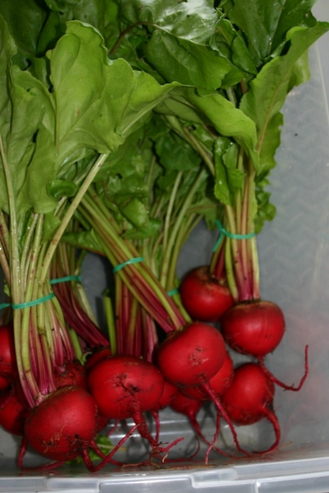 Beets prepared for a local restaurant July 19.