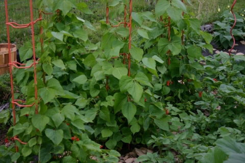 July 28 scarlet runner beans.