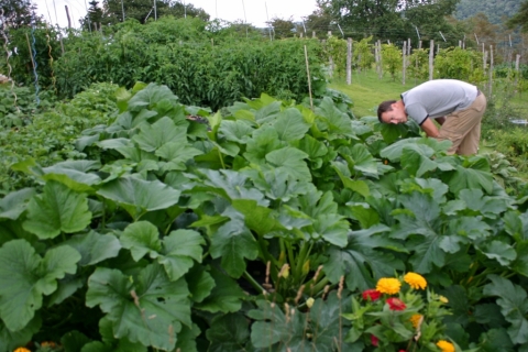 Hunting for squash.