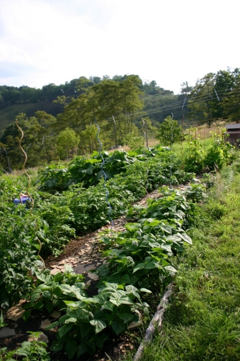Bush beans and potatoes.