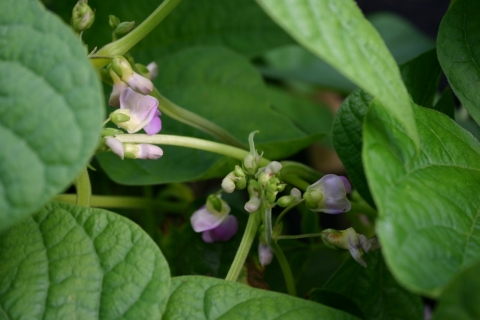 Bush bean blossoms.