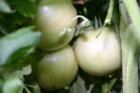 July 28. Earliest slicing tomatoes in Brightside history!