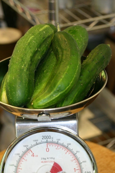 August 2 cucumbers.