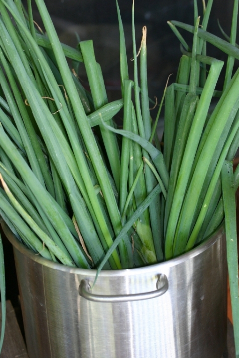 Scallions.
