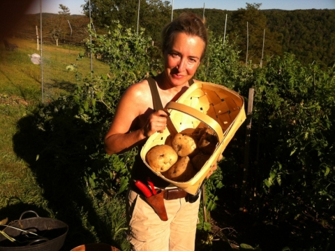 King Harry potatoes September 11.