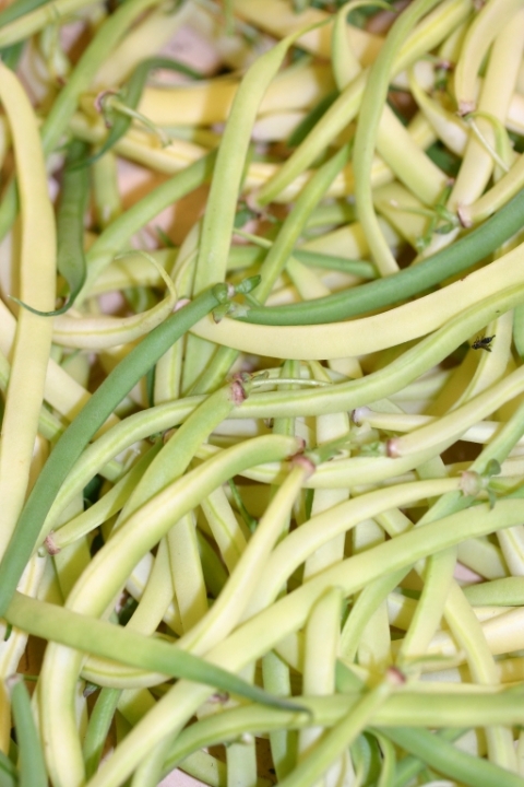 August 7 indy gold wax beans and haricot vert.