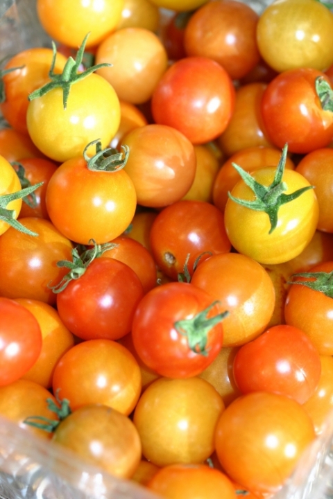 August 8 sungold cherry tomatoes.