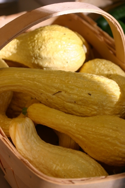 August 8 crookneck squash.
