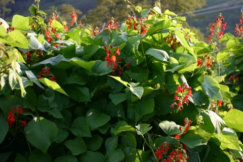 Scarlet runner beans August 20.