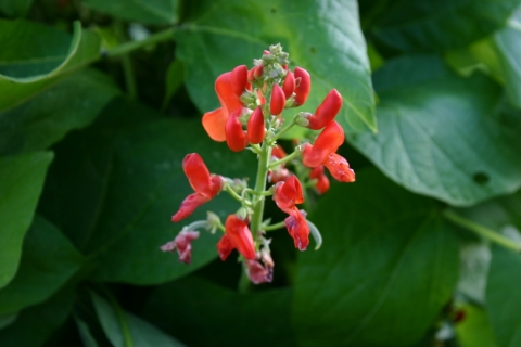 Hummingbirds love these blossoms!