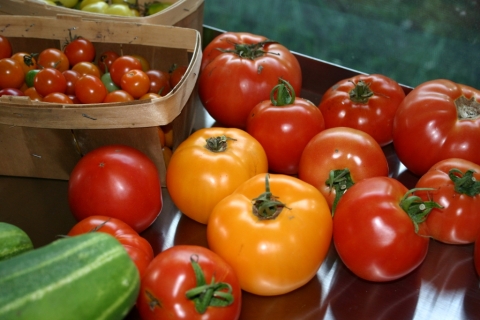 August 21. The tomato harvest is in full-swing.