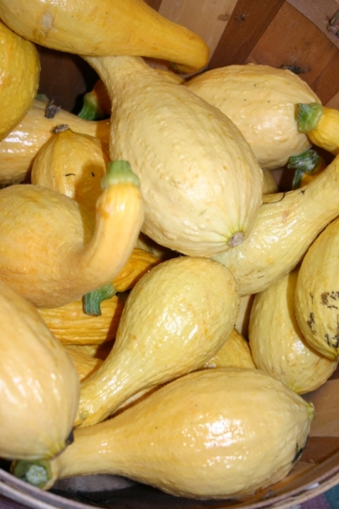 August 21 squash.
