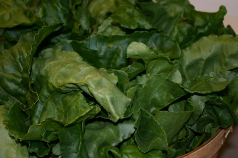 Golden beet greens.