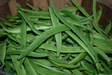 Scarlet runner beans at last!