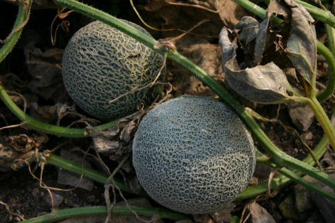 Cantaloupe.