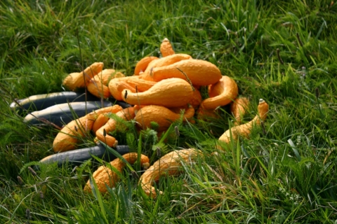 Maybe not so many squash plants next year.