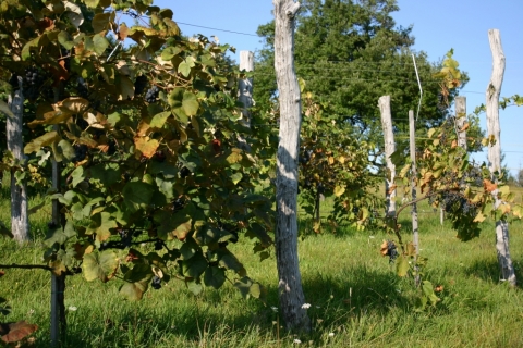 A record-making grape harvest!