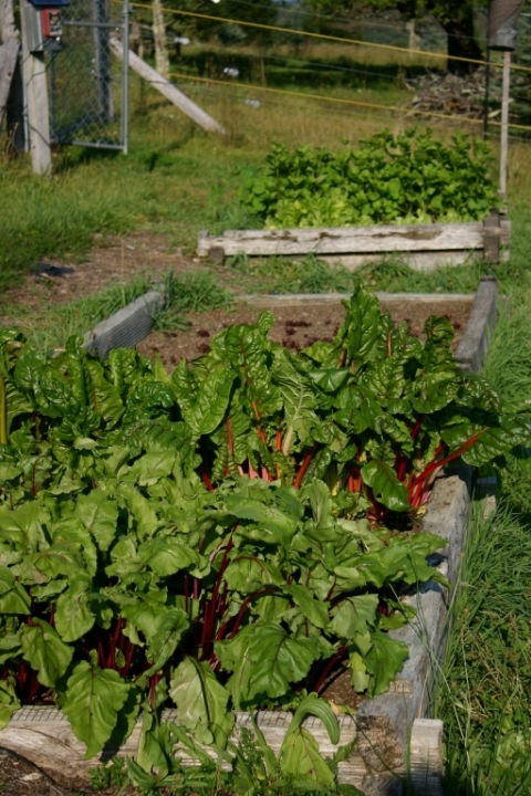 Beets and chard.