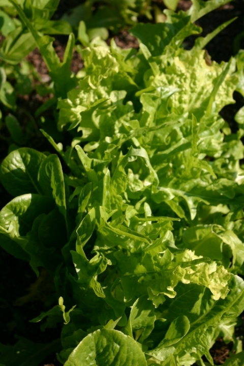 Mesclun greens.