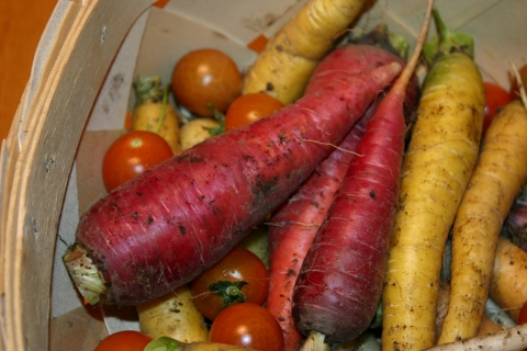 Kaleidescope carrots September 20.