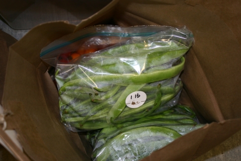 Beans ready for the CSA.