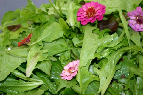 Mesclun greens & edible flowers.