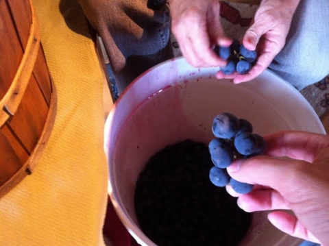 September 29. Wine season begins!