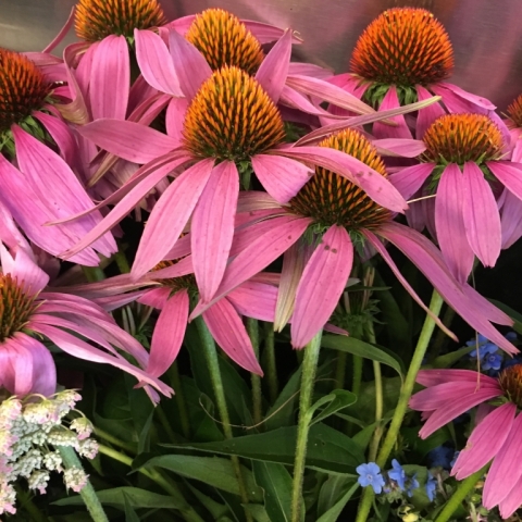 August 3 Echinacea