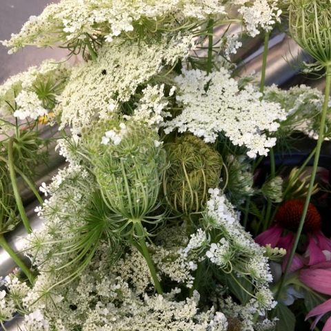 Queen Anne's Lace
