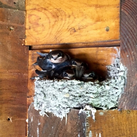 July 12 Barn Swallows on the Porch