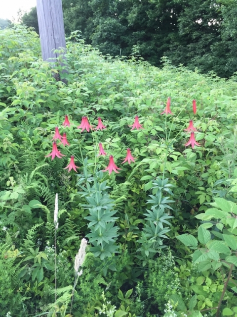 July 13 Canada Lily