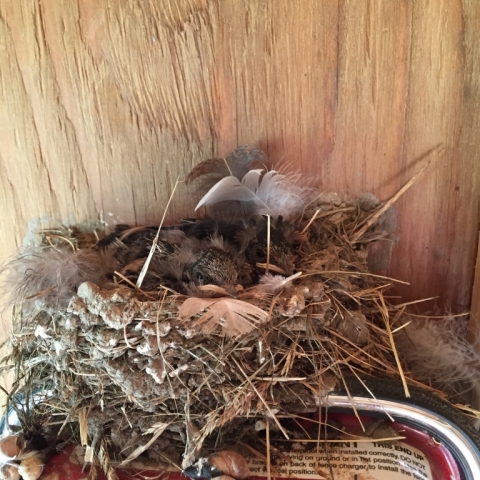 July 14 Barn Swallows in the Goat Barn