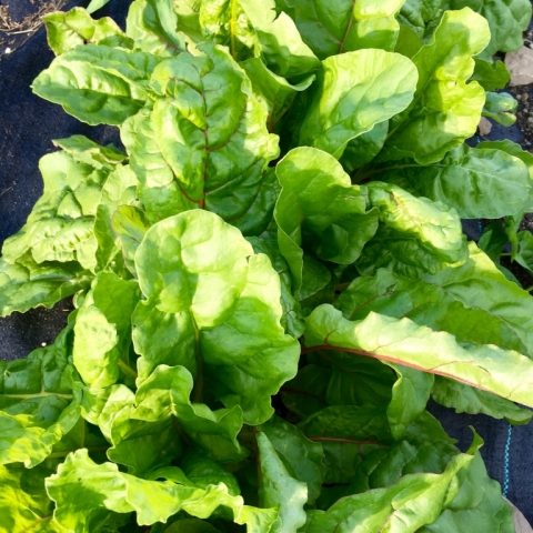 June 28 Swiss Chard