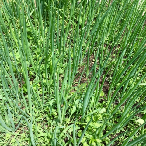 July 6 Scallions