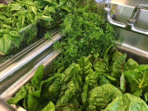 Basil and Carrots and Chard