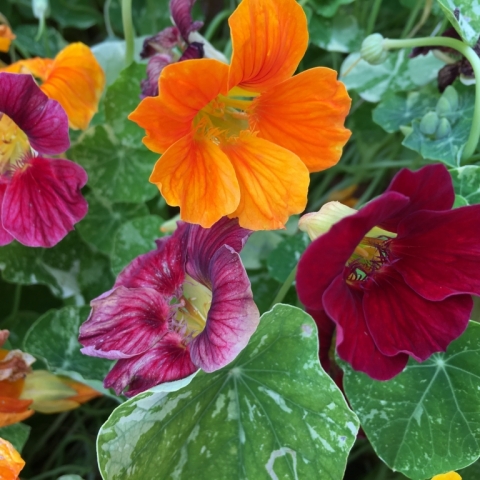 July 25 Nasturtiums