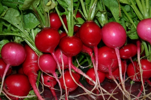 June 21 Easter Egg Radishes