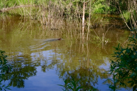 July 2 Beaver Pond