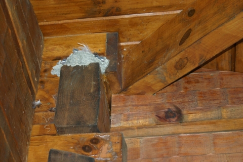Barn Swallow Nest on Porch