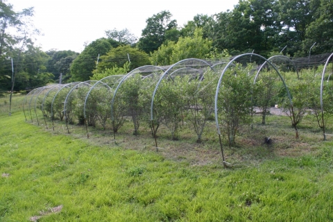 July 17 Blueberries