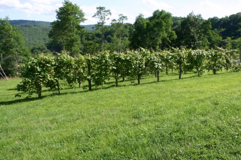 July 17 Vineyard