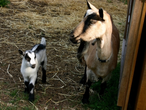 Avil and Grandmother Clyde