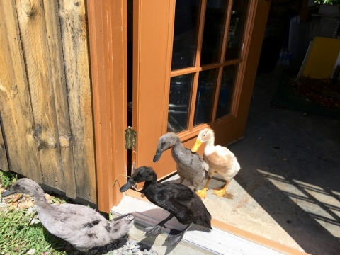 June 17. Duckies leaving their nighttime quarters in the potting room.
