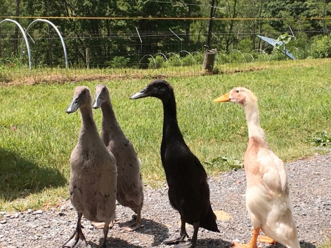 The Fab Four.