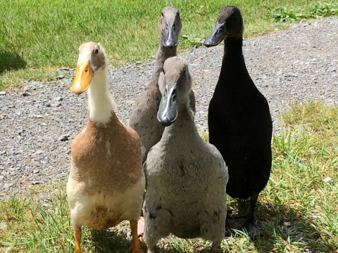Runner Ducks on the run!