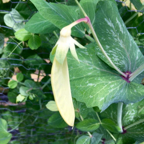 Snow pea.