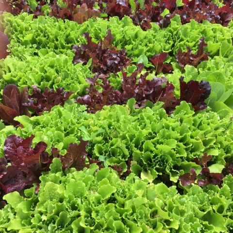 Lettuce! Oh the joys of lettuce!