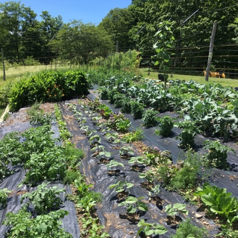 June 30. Brightside garden.