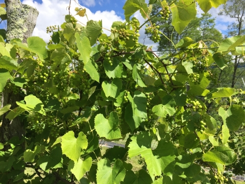 Grapevines.