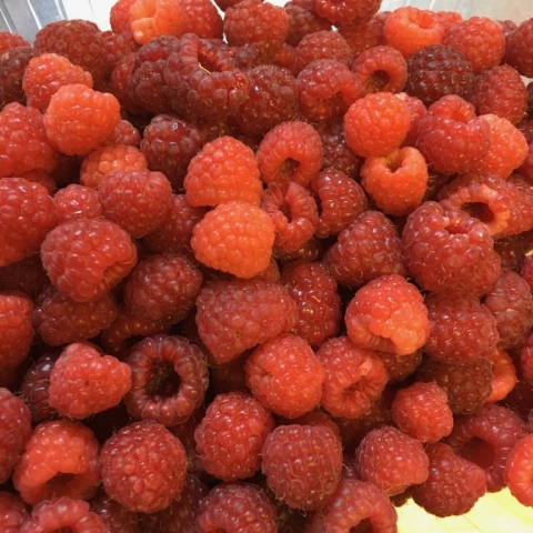 June 30. Raspberry harvest.